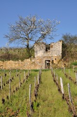 Vignoble