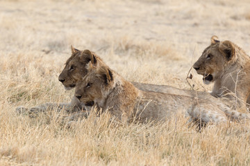 African Lions family