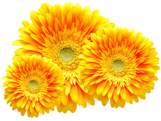 gerber flower isolated on white background
