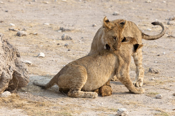 Fototapeta na wymiar Löwenbabys beim spielen