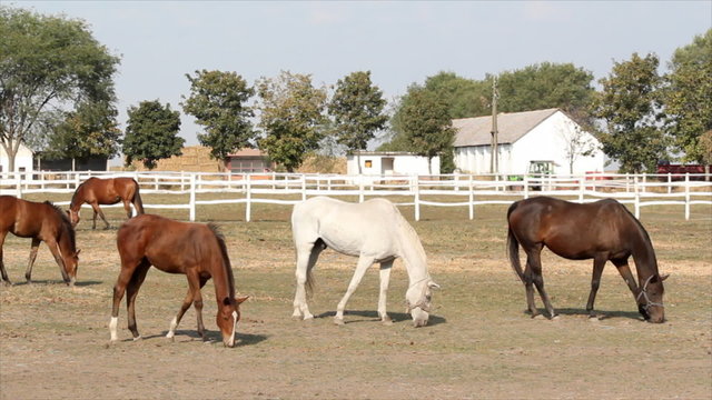 herd of horses at farm