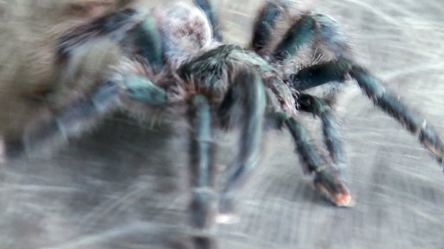 Tarantula