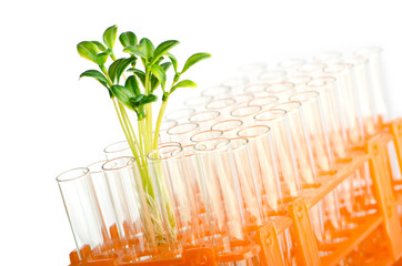 Experiment with green seedlings in the lab