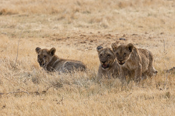 Afrikanische Löwenfamilie