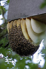 Wildbienenschwarm