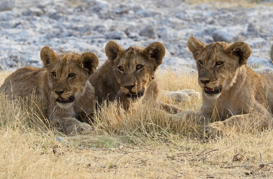 Löwenfamilie im Etosha Nationalpark