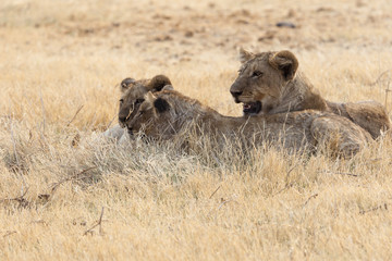 Fototapeta na wymiar Löwenfamilie im Etosha Nationalpark