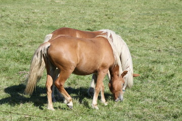 Naklejka na ściany i meble Horses in Pasture