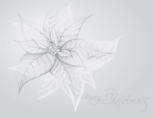 Poinsettia / Christmas flower background