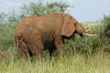 Fototapeta na wymiar ziemia kolorowe Elephant