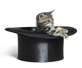 cute kitten playing in a black top hat