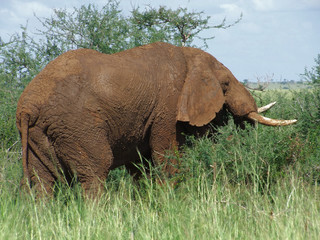 brown Elephant in Africa