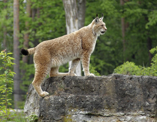 Eurasian Lynx