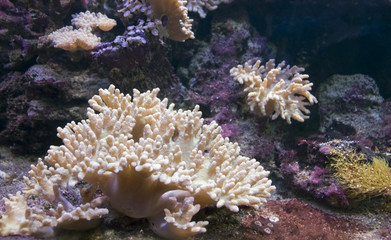Fototapeta na wymiar podwodnym z korali