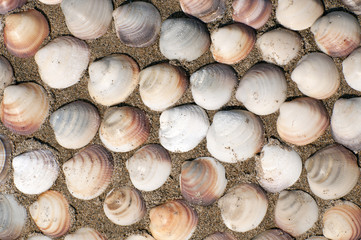 Sea shells background