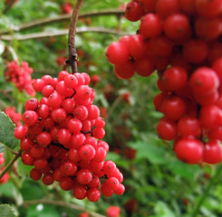 red berries
