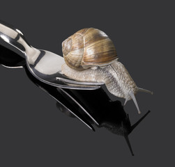 Grapevine snail on fork