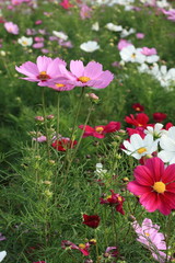 Obraz premium Cosmos / コスモス (昭和記念公園)