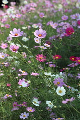 Cosmos / コスモス (昭和記念公園)