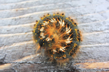 Caterpillar.