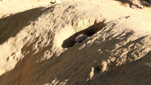 Jeune suricate sorti de la tani&egrave;re