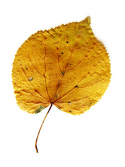trockenes gelbes Lindenblatt auf weißem Hintergrund 3, Herbstlau