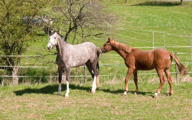 Obraz premium Horses go to pasture.
