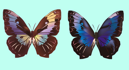 two dark butterflies on blue