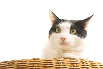 Fototapeta na wymiar Portrait of black and white cat on sofa