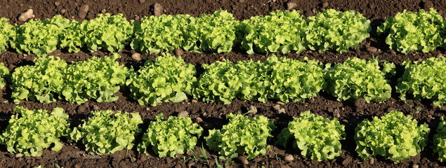 Fototapeta na wymiar rzędy upraw zielonych sałatek