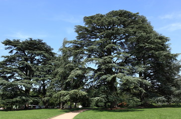 parc de cèdres du liban géants