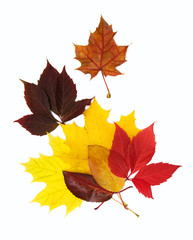 colorful autumn leaves