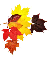 colorful autumn leaves