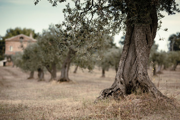ulivo secolare