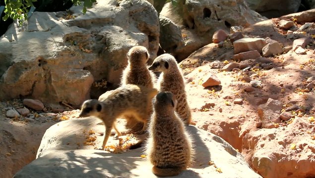 Famille Suricate