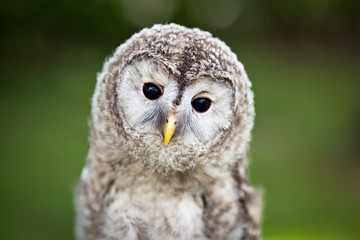 Close up of a baby Tawny Owl (Strix aluco)
