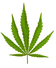 cannabis leaf on isolated