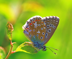 Papillon