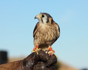 Cernícalo americano. Falco sparverius.