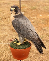 Halcón Peregrino. Falco peregrinus.