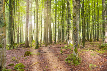 sunrise in the spring forest