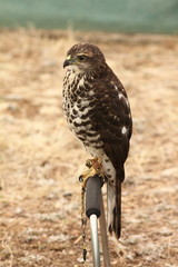 Gavilán. Accipiter nisus.