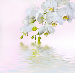 Beautiful white orchid - obrazy, fototapety, plakaty