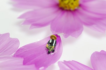 コスモスと人形