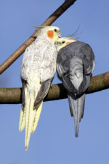 Schmusende Nymphensittiche