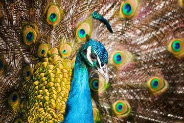 Fototapeta na wymiar Portrait of beautiful peacock with feathers out