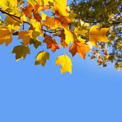 Fond carré bleu, feuilles d'automnes