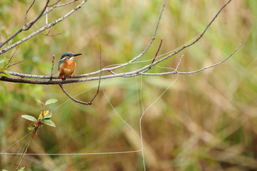 野鳥と放置釣り糸