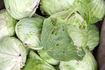 autumn cabbage