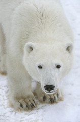 Fototapeta na wymiar Polar Bear Portrait.